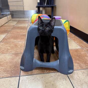 Domestic Short Hair Cats Available for Adoption in Hemet, California - Duchess | PetCurious