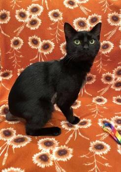 IHOP -  Domestic Short Hair Cat for Adoption in Pleasanton, California - IHOP | PetCurious