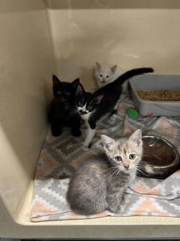 Pumpkin -  Domestic Short Hair Cat for Adoption in Gautier, Mississippi - Pumpkin | PetCurious