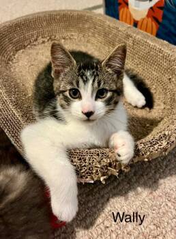 Rescue Domestic Short Hair Cats for Adoption in Brainardsvle, New York - Wally | PetCurious