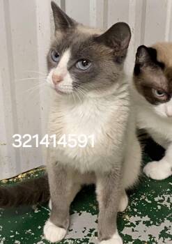 321414591 -  Siamese Cat for Adoption in Lee