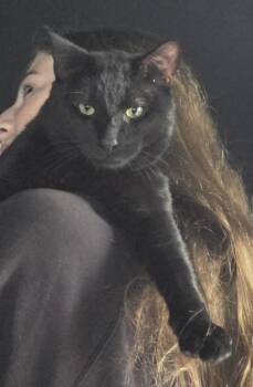 Kenzo 2yrs -  Domestic Short Hair Cat for Adoption in London, Ontario - Kenzo 2yrs | PetCurious