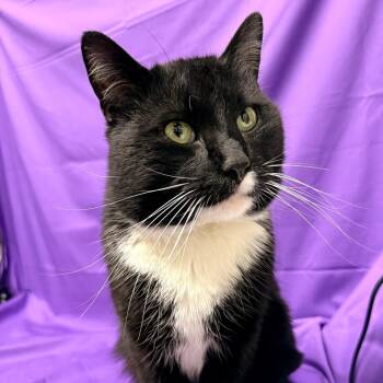 Domestic Medium Hair Cats Available for Adoption - Ford F150 | PetCurious