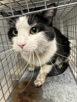 LORELI -  Domestic Short Hair Cat for Adoption in Las Vegas, Nevada - LORELI | PetCurious