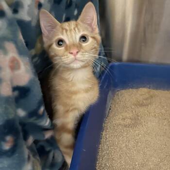 Domestic Short Hair Cats Available for Adoption in Clearwater, Florida - Blinky | PetCurious