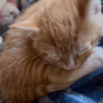 Domestic Short Hair Cats Available for Adoption in La Grange, Kentucky - Jasper | PetCurious