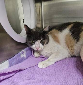 Rescue Domestic Short Hair and Dilute Calico Cats for Adoption in Webster, Massachusetts - Willow | PetCurious