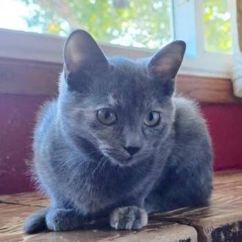 Smudge -  Domestic Short Hair Cat for Adoption in Rochester, Minnesota - Smudge | PetCurious