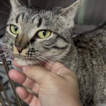 Rescue Domestic Short Hair and Manx Cats for Adoption in North Kingstown, Rhode Island - Luna-Woon | PetCurious