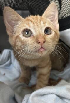 Rescue Domestic Short Hair Cats for Adoption in Honolulu, Hawaii - 59410901 | PetCurious
