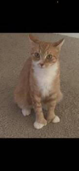 Sunshine -  Extra Toes Cat Hemingway Polydactyl and Domestic Short Hair Cat for Adoption in Irving, Texas - Sunshine | PetCurious