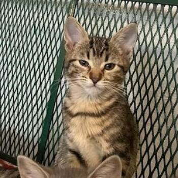 Rescue Tiger and Tabby Cats for Adoption in Bethel, Connecticut - Atlanta From Aspen