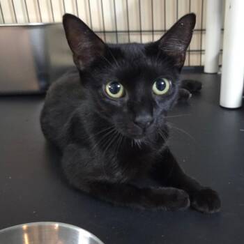 Willow -  Domestic Short Hair Cat for Adoption in Jessup, Maryland - Willow | PetCurious