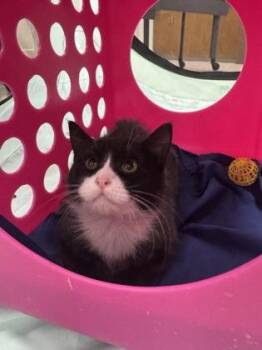 Barbie -  Domestic Medium Hair and Domestic Short Hair Cat for Adoption in Honolulu, Hawaii - Barbie | PetCurious