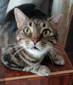 Momma Tabitha -  Domestic Short Hair Cat for Adoption - Momma Tabitha | PetCurious