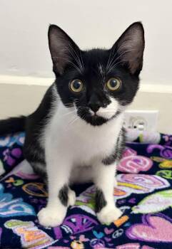 Monica -  Domestic Short Hair Cat for Adoption in Montclair, New Jersey - Monica | PetCurious