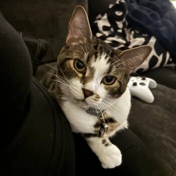 Rescue Domestic Short Hair Cats for Adoption in Murray, Utah - Theodore | PetCurious
