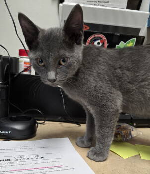 Rescue Domestic Short Hair Cats for Adoption in Livonia, Michigan - Romeo | PetCurious