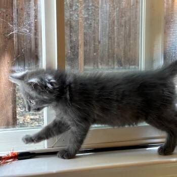 Remy -  Domestic Short Hair Cat for Adoption in Pleasanton, California - Remy | PetCurious