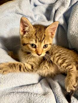 Domestic Short Hair Cats Available for Adoption in Bemidji, Minnesota - Madeline | PetCurious
