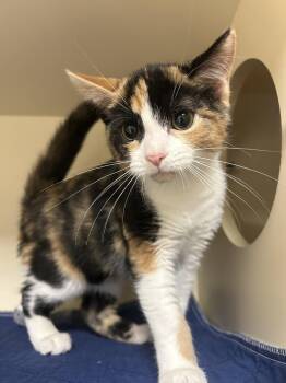 Sallie -  Domestic Short Hair Cat for Adoption in Lancaster, Pennsylvania - Sallie | PetCurious