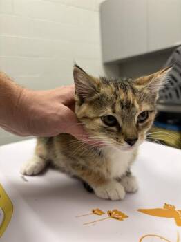 SOLSTICE -  Domestic Short Hair Cat for Adoption in Indianapolis, Indiana - SOLSTICE | PetCurious