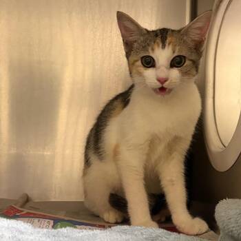 Lovey Dovey -  Domestic Short Hair Cat for Adoption in Milton, Florida - Lovey Dovey | PetCurious