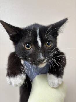 Holstein -  Domestic Short Hair Cat for Adoption in Sherwood, Oregon - Holstein | PetCurious