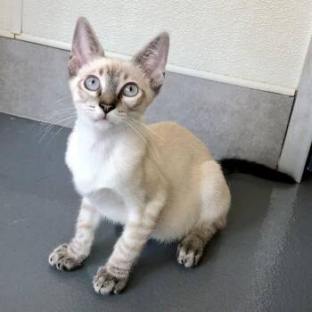 Smokey -  Domestic Short Hair Cat for Adoption in Lodi, California - Smokey | PetCurious
