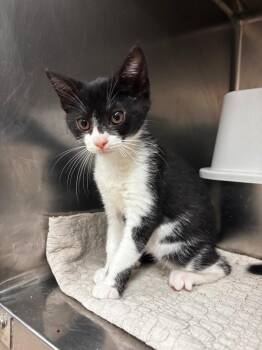 Octavia Blake -  Domestic Short Hair Cat for Adoption in Lima, Ohio - Octavia Blake | PetCurious