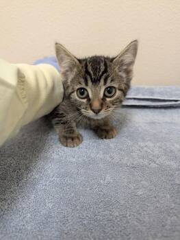Iulia -  Domestic Short Hair Cat for Adoption in Sherwood, Oregon - Iulia | PetCurious