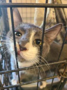 Rescue Domestic Short Hair Cats for Adoption in Portland, Indiana - Hullabaloo | PetCurious