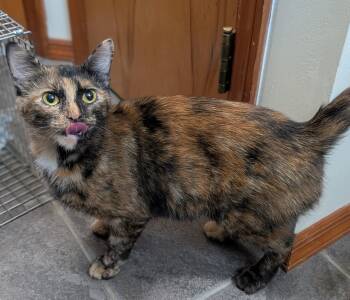 Rescue Tortoiseshell Cats for Adoption in Quincy, Ohio - Reishi | PetCurious