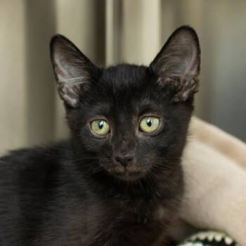 Monty -  Domestic Short Hair Cat for Adoption in Middletown, Rhode Island - Monty | PetCurious