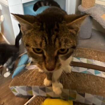 Enchanted -  Domestic Short Hair Cat for Adoption in Shelbyville, Indiana - Enchanted | PetCurious