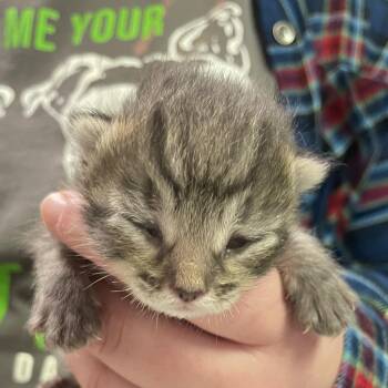 Domestic Short Hair Cats Available for Adoption - Bubbles | PetCurious