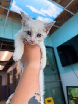 Soba -  Domestic Short Hair Cat for Adoption in Leitchfield, Kentucky - Soba | PetCurious