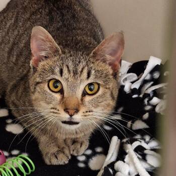 Domestic Short Hair Cats Available for Adoption - Angelica | PetCurious