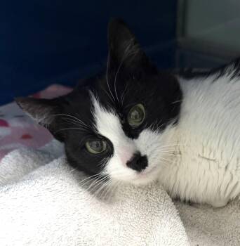 Domestic Short Hair Cats Available for Adoption in Sault Ste. Marie, Michigan - Spring | PetCurious