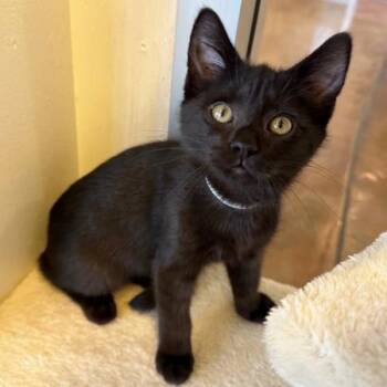 Pookie -  Domestic Medium Hair Cat for Adoption in Walnut Creek, California - Pookie | PetCurious