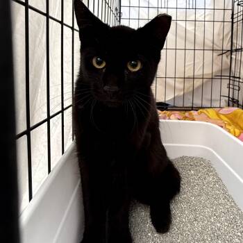 Rescue Domestic Short Hair Cats for Adoption in Long Beach, California - Hazel | PetCurious