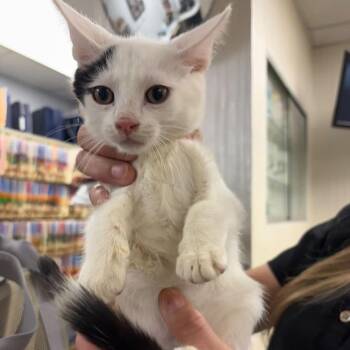 C-lo -  Domestic Short Hair Cat for Adoption in New York, New York - C-lo | PetCurious