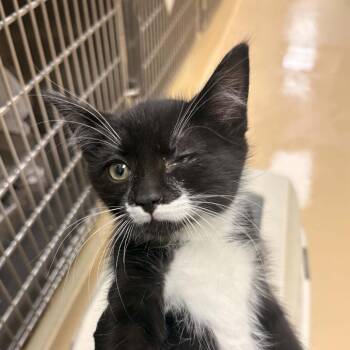 Cody -  Domestic Long Hair Cat for Adoption in Winston-salem, North Carolina - Cody | PetCurious