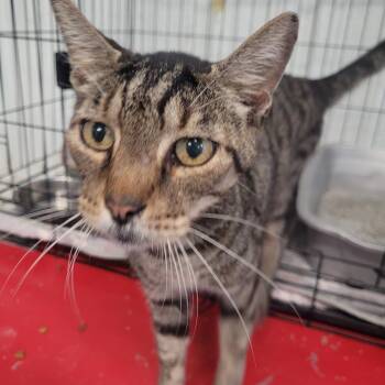Steve -  Domestic Short Hair Cat for Adoption in Clarksdale, Mississippi - Steve | PetCurious