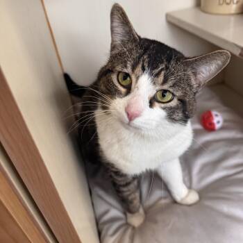 Domestic Short Hair Cats Available for Adoption in Mokena, Illinois - Lucky Lou | PetCurious