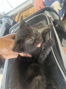 Domestic Short Hair Cats Available for Adoption in Houston, Texas - A656725 | PetCurious