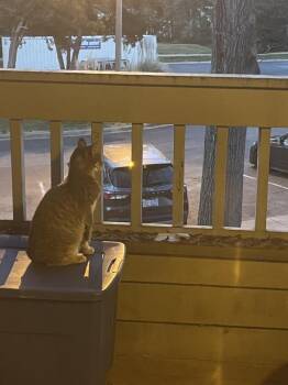 Sirius Vandergriff -  Domestic Short Hair Cat for Adoption in Salisbury, North Carolina - Sirius Vandergriff | PetCurious