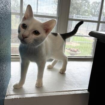 Ink Cartridge -  Domestic Short Hair Cat for Adoption in Carencro, Louisiana - Ink Cartridge | PetCurious