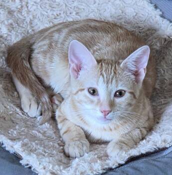 Vegas -  Domestic Short Hair Cat for Adoption in Pittsboro, North Carolina - Vegas | PetCurious