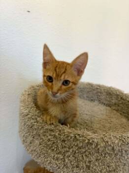 Beckham -  American Shorthair Cat for Adoption in Poway, California - Beckham | PetCurious